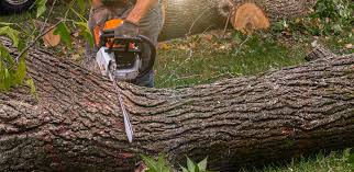 How Our Tree Care Process Works  in  Union City, MI