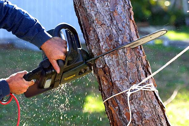 Best Tree Maintenance Programs  in Union City, MI