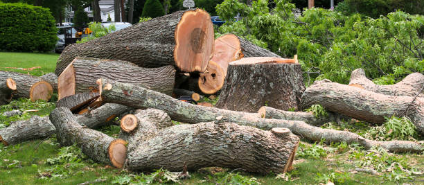 Best Tree Preservation Services  in Union City, MI