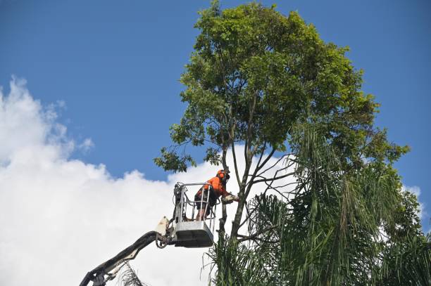 Best Tree Trimming and Pruning  in Union City, MI