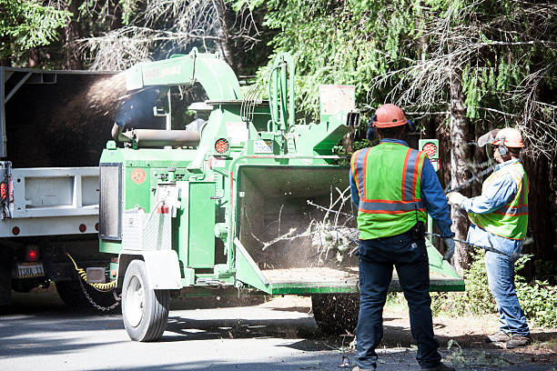 Tree and Shrub Care in Union City, MI