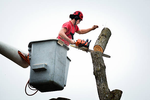 Best Utility Line Clearance  in Union City, MI