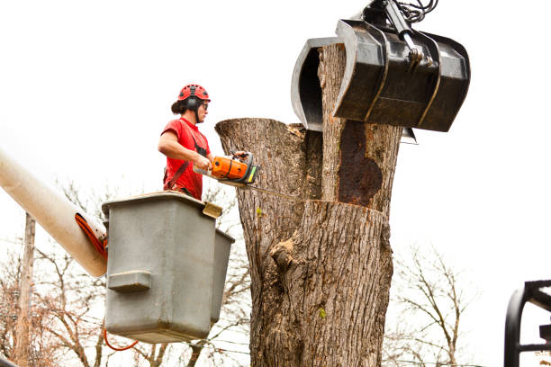 Trusted Union City, MI Tree Care Experts